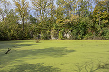 Norwegian Ridge Birding and Nature Trails