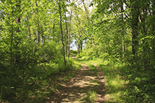 Paul Bunyan Savanna