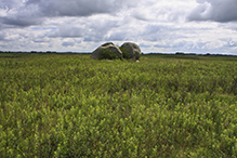 Plover Prairie — East Unit