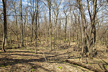 Prairie Creek WMA, Koester Prairie Unit