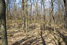 Prairie Creek WMA, Koester Prairie Unit