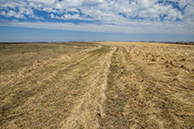 Prairie Creek WMA, Koester Prairie Unit