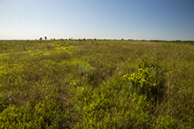 Prairie Creek WMA, Koester Prairie Unit