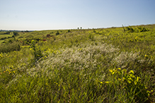 Prairie Creek WMA, Koester Prairie Unit