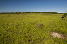 Prairie Creek WMA, Koester Prairie Unit