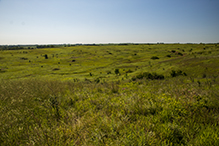 Prairie Creek WMA, Koester Prairie Unit