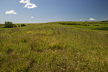 Prairie Creek WMA, Koester Prairie Unit