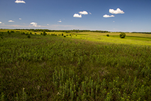 Prairie Creek WMA, Koester Prairie Unit