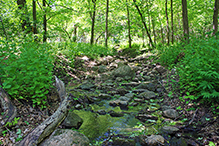 Prairie Creek Woods SNA