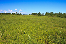 Regal Meadow