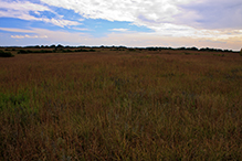 Schaefer Prairie