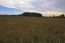 Schaefer Prairie