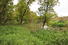 Schaefer Prairie