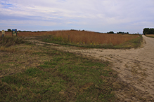 Schaefer Prairie