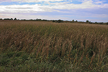 Schaefer Prairie