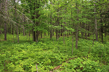 Schoolcraft State Park