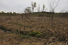 Seminary Fen SNA