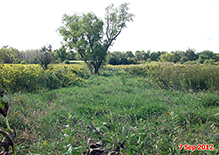 Seminary Fen SNA