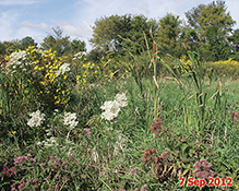 Seminary Fen SNA