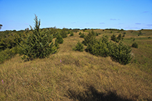 Sheepberry Fen