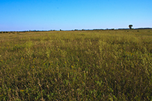 Town Hall Prairie