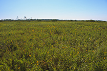 Town Hall Prairie