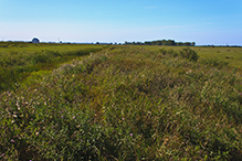 Town Hall Prairie