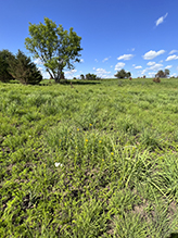 Weaver Dunes Preserve