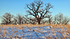 bur oak (var. macrocarpa)