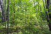 Wabu Woods SNA