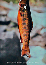 brook trout