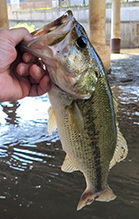 largemouth bass