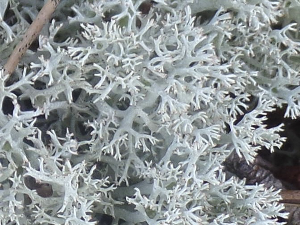 White Moss (Reindeer lichen)  Gwich'in Social & Cultural Institute