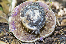 Atkinson’s Fungi