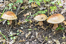 Atkinson’s Fungi