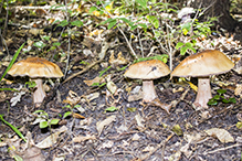 Atkinson’s Fungi