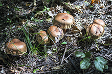 Atkinson’s Fungi