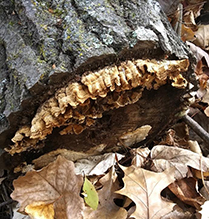 Bacon of the Woods
