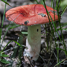 Beautiful Russula
