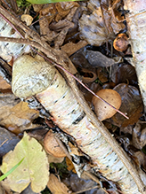 Birch Polypore