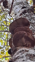 Birch Polypore