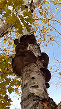 Birch Polypore