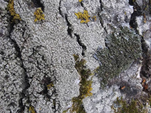Bitter Wart Lichen