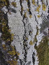 Bitter Wart Lichen