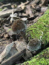 Black Velvet Bolete