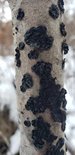 Black Witches’ Butter