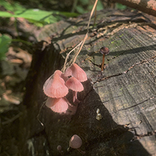 Bleeding Fairy Helmet