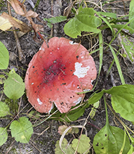 Bloody Brittlegill