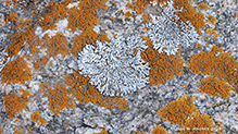 Blue-gray Rosette Lichen and Elegant Sunburst Lichen