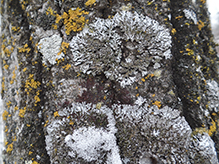 Bottlebrush Frost Lichen